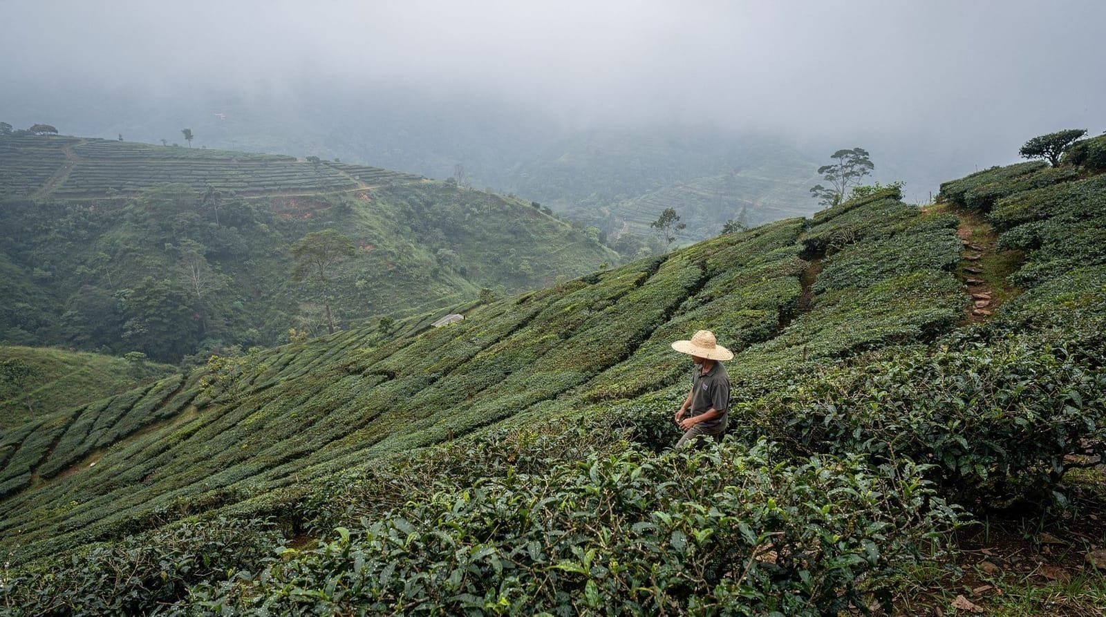 Cameron Highlands