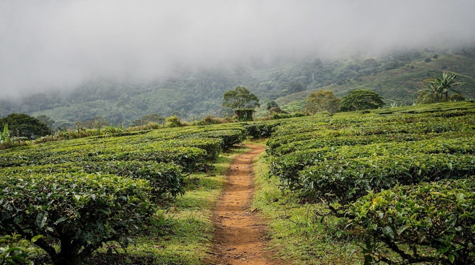 Excursión de un día a Cameron Highlands desde KL — guía completa