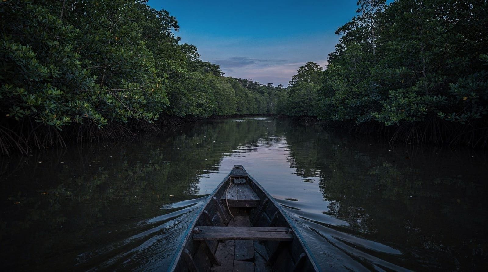 Kuala Selangor fireflies — complete guide to the night boat tour
