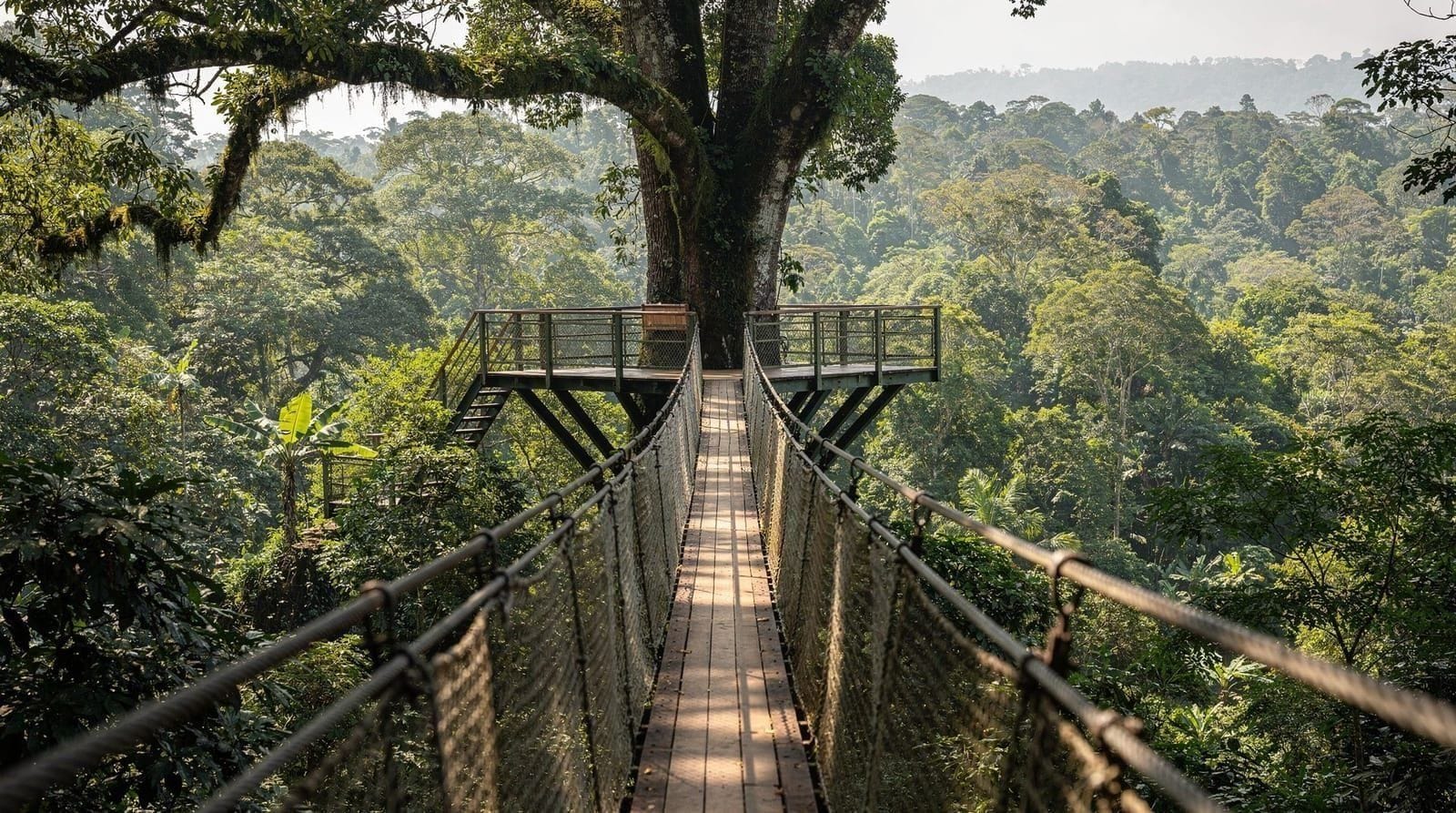 Taman Negara rainforest guide — what to do, see, and know